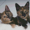 Tortoiseshell Cats Diamond Paintings