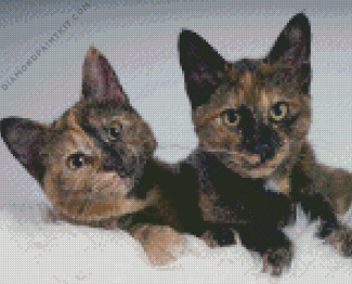 Tortoiseshell Cats Diamond Paintings