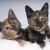 Tortoiseshell Cats Diamond Paintings