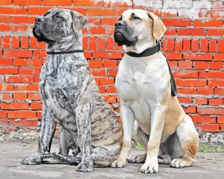 Boerboel Dogs Diamond Painting art