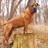 Boerboel Diamond Painting art