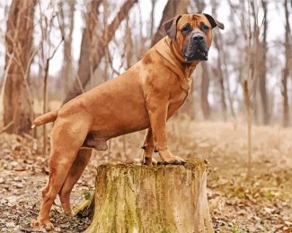 Boerboel Diamond Painting art