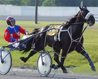 Black Horse Harness Racing Diamond Paintings